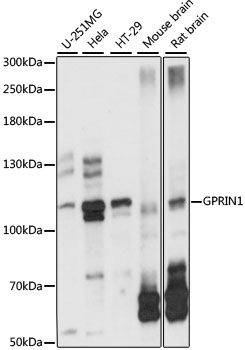 Western blot