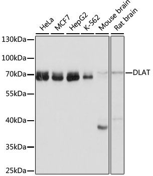 Western blot - DLAT Polyclonal Antibody (144-60697)