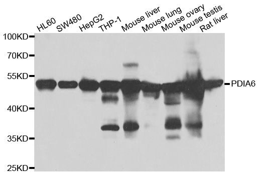 Western blot - PDIA6 antibody (144-07055)