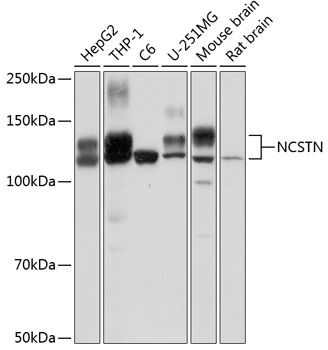 Western blot