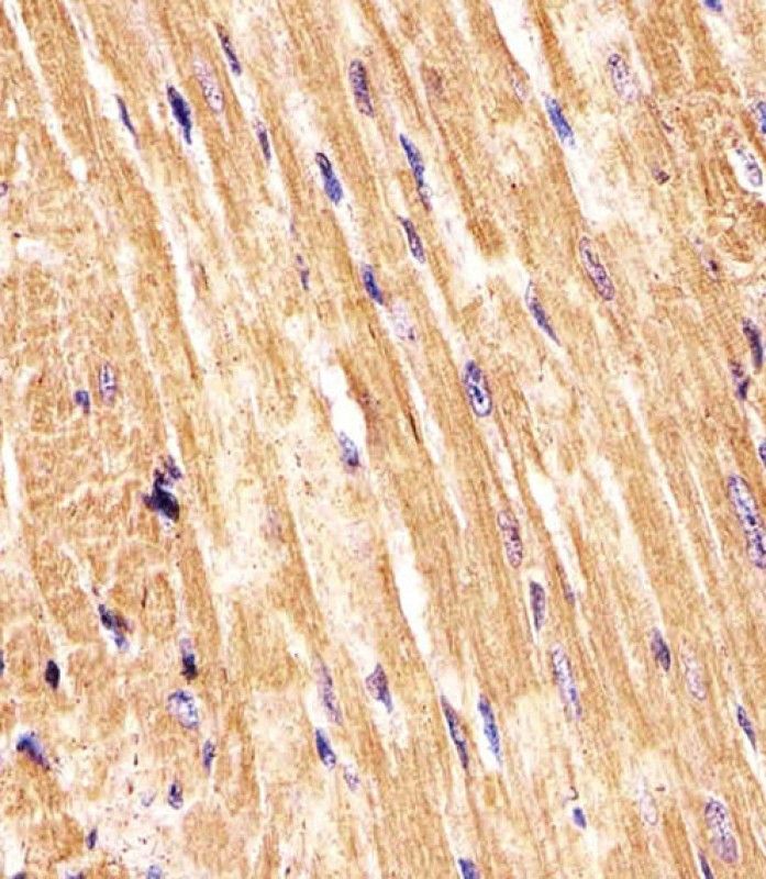 IHC-P