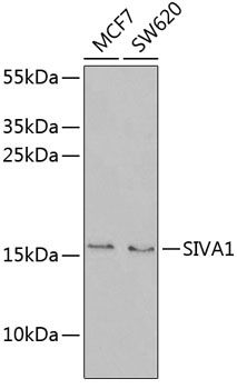 Western blot