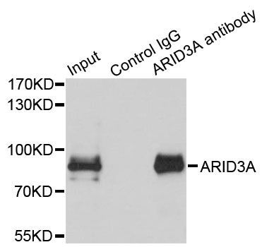Immunoprecipitation - ARID3A Polyclonal Antibody (144-07668)