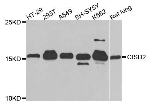 Western blot - CISD2 antibody (144-05231)