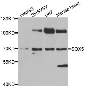 Western blot - SOX5 Polyclonal Antibody (144-06985)