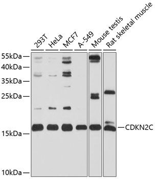 Western blot