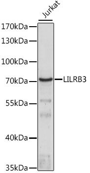 Western blot