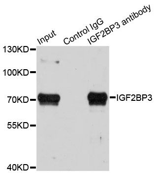 Immunoprecipitation - 3ug IGF2BP3 antibody (144-61435)