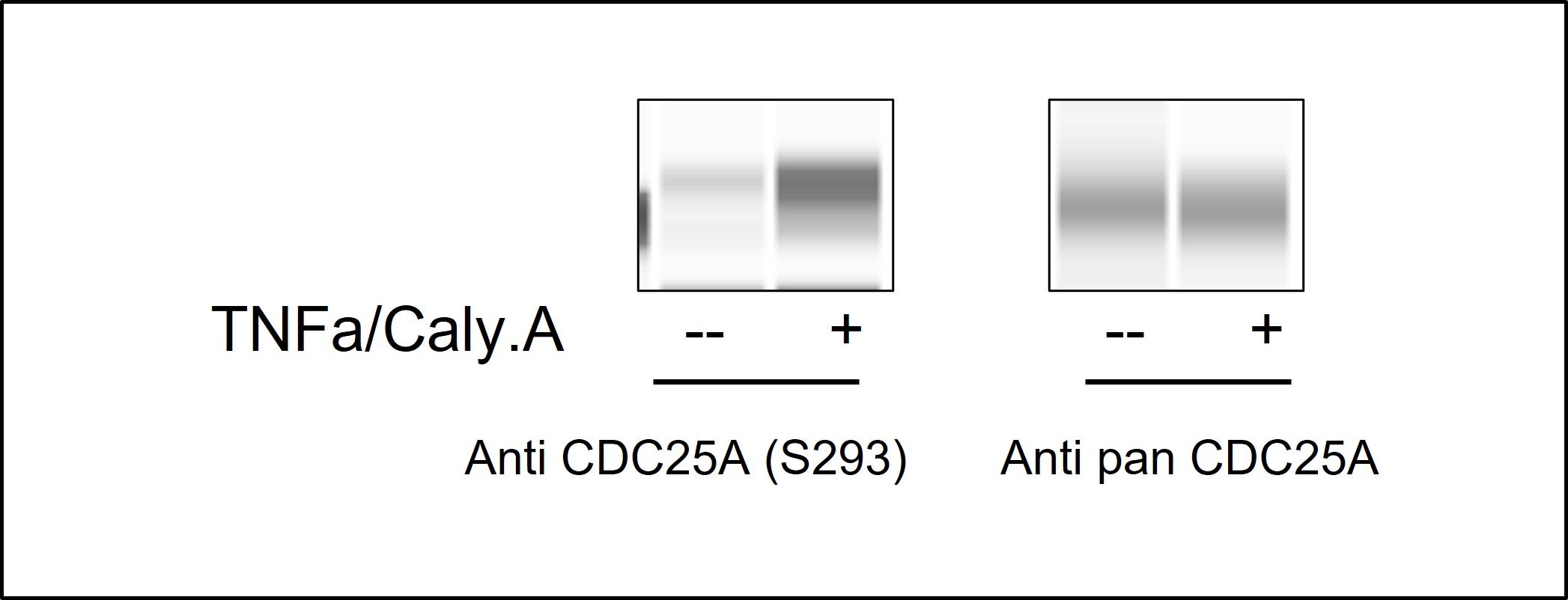 Western blot