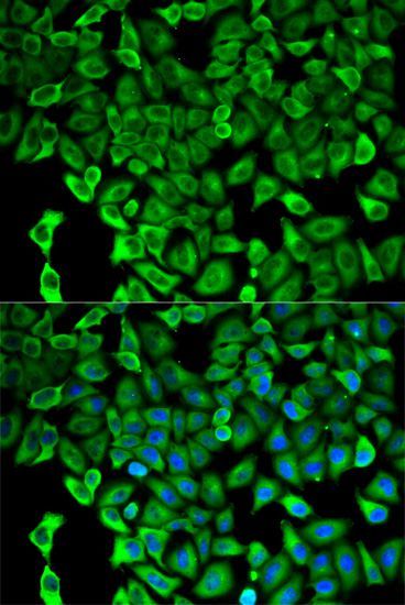 Immunofluorescence - PSMD2 antibody (144-01999)