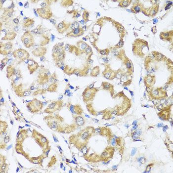 Immunohistochemistry - B9D1 antibody (144-07973)