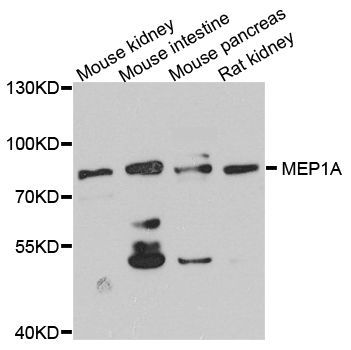 Western blot - MEP1A antibody (144-08133)