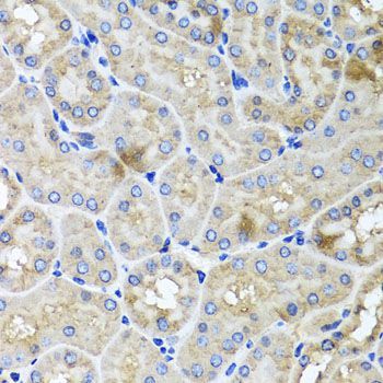 Immunohistochemistry - USH1C antibody (144-04368)