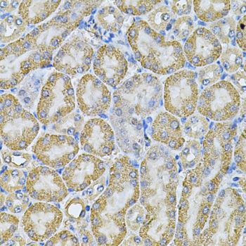 Immunohistochemistry - AP2A1 Antibody (144-06863)