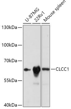 Western blot