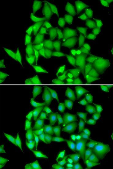 Immunofluorescence - NEK3 antibody (144-06665)