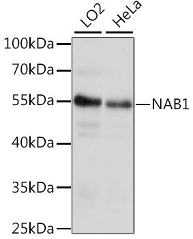 Western blot