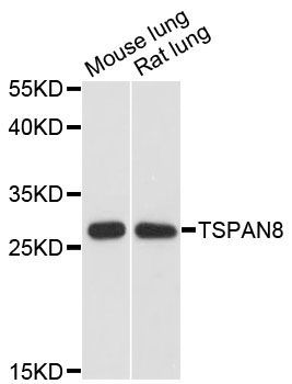 Western blot - TSPAN8 antibody (144-60256)