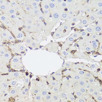Immunohistochemistry - GSK3B Polyclonal Antibody (144-06164)
