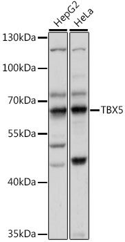 Western blot