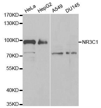 Western blot - NR3C1 antibody (144-02164)