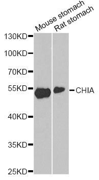 Western blot - CHIA Polyclonal Antibody (144-61364)