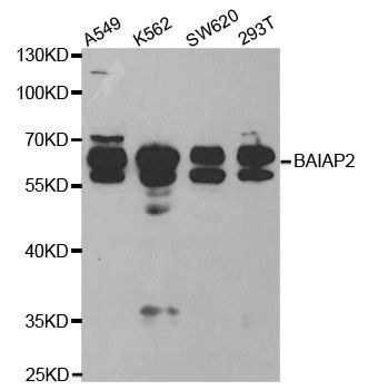 Western blot - BAIAP2 antibody (144-05337)
