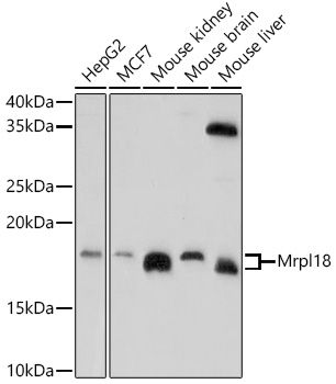 Western blot