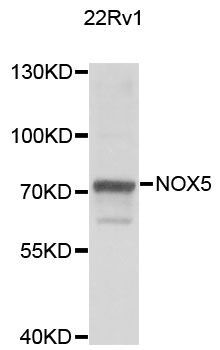Western blot - NOX5 Polyclonal Antibody (144-07136)