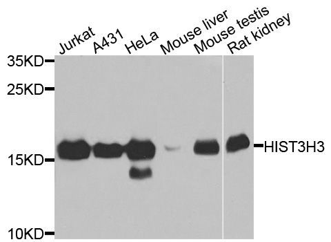 Western blot - HIST3H3 antibody (144-61338)