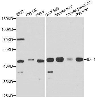 Western blot - IDH1 Polyclonal Antibody (144-60251)