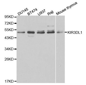 Western blot - KIR3DL1 antibody (144-01617)