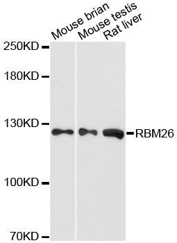 Western blot - RBM26 antibody (144-60199)