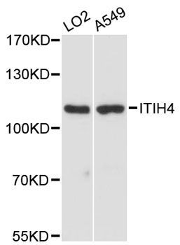 Western blot - ITIH4 antibody (144-12807)