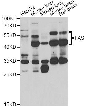 Western blot - FAS Polyclonal Antibody (144-00233)