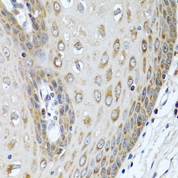 Immunohistochemistry - LRG1 antibody (144-07850)