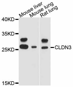 Western blot - CLDN3 antibody (144-011650)