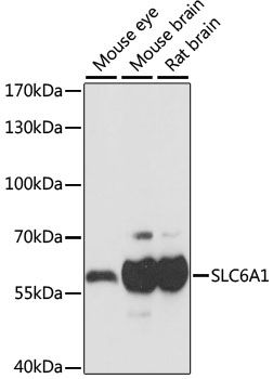 Western blot - SLC6A1 Polyclonal Antibody (144-60915)
