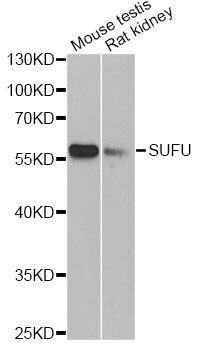 Western blot - SUFU antibody (144-013429)