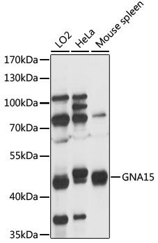 Western blot