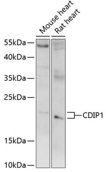 Western blot