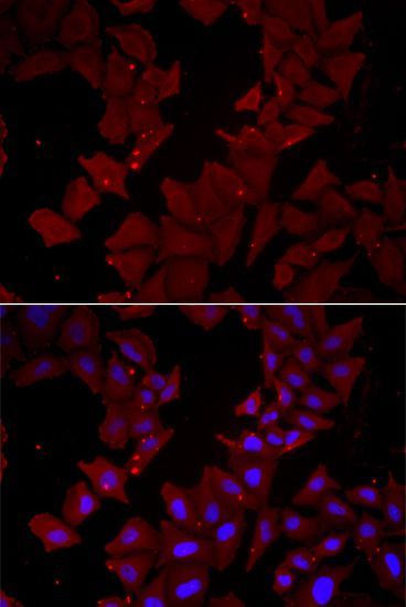 Immunofluorescence - CCT4 antibody (144-06548)