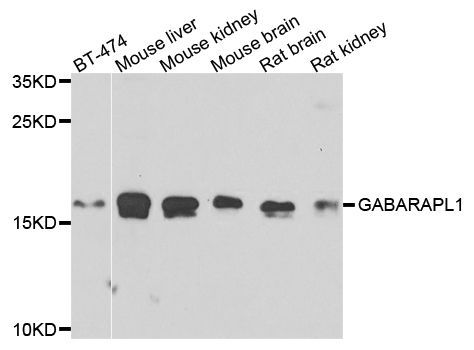 Western blot - GABARAPL1 Polyclonal Antibody (144-07790)