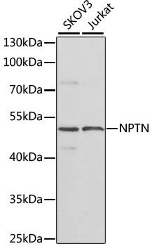 Western blot