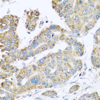 Immunohistochemistry - SYT4 antibody (144-07737)