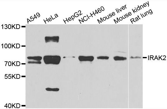 Western blot - IRAK2 antibody (144-06635)