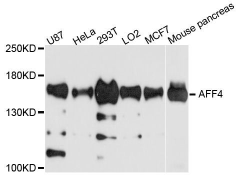 Western blot - AFF4 antibody (144-04644)