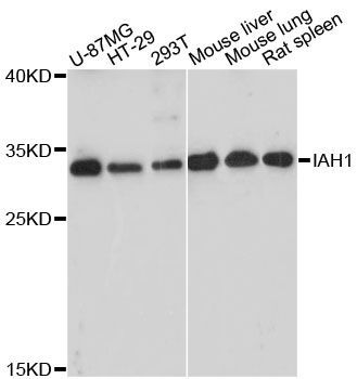 Western blot - IAH1 antibody (144-60459)
