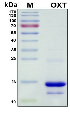 SDS-PAGE