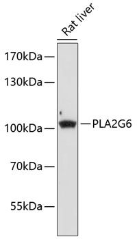 Western blot